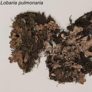 6. lobaria pulmonaria.jpg